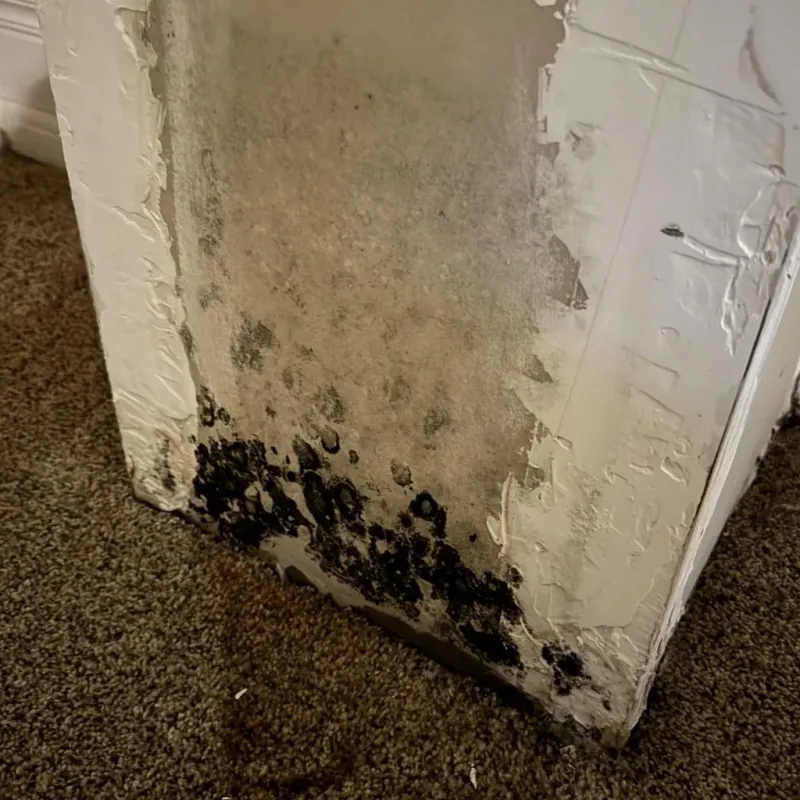 Professional Mold Removal in Keene, NH